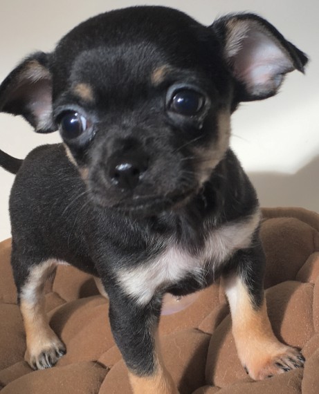 Regalo cuccioli di chihuahua Mini toy