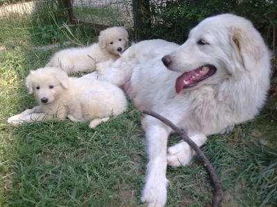 CUCCIOLI DI PASTORE MAREMMANO ABRUZZESE