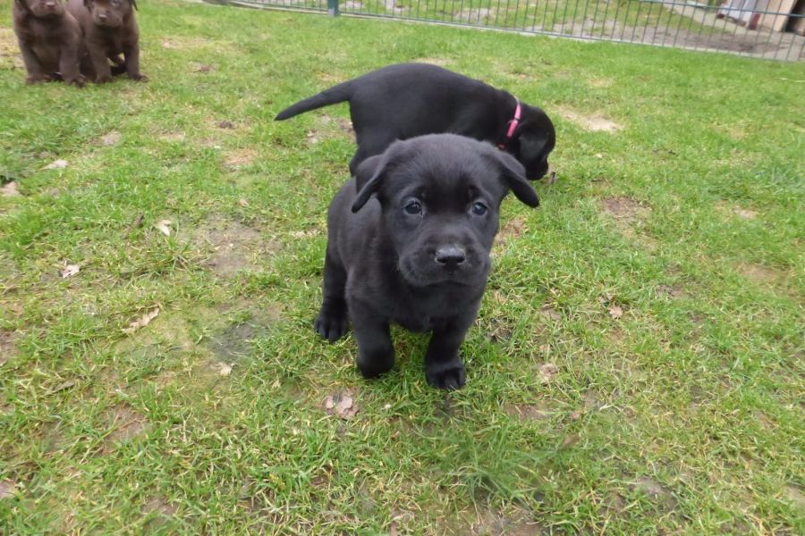 Molto bella e sani cuccioli di labrador per adozione maschi e femmine disponibili (gratis) 