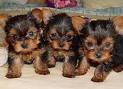 yorkshire adorabile e carino andare per le vostre case. sono per l'adozione e se ne vanno per gli am