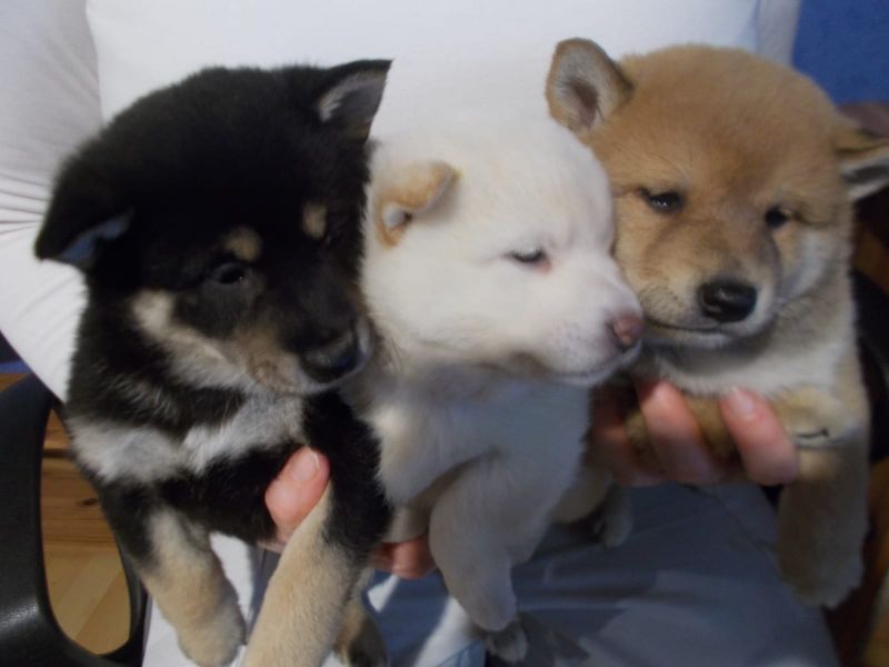 Molto bella e sani cuccioli di Shiba Inu  per adozione maschi e femmine disponibili (gratis) 