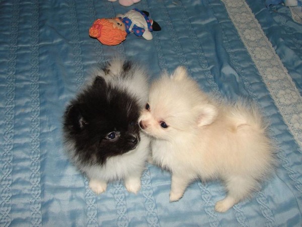 Disponibile Volpino di Pomerania per Natale
