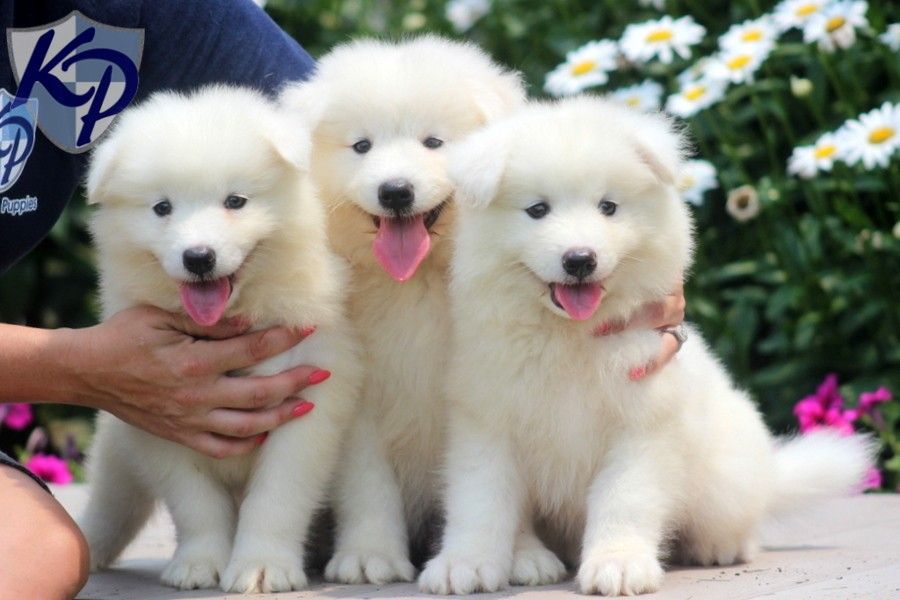 Adorabili cuccioli  samoiedo femminucce e maschietti disponibili