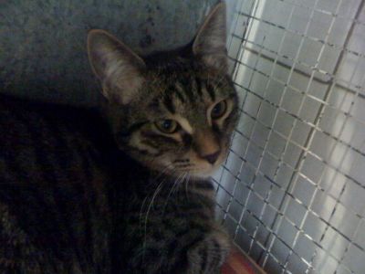 THOR giovane micio maschio tigrato