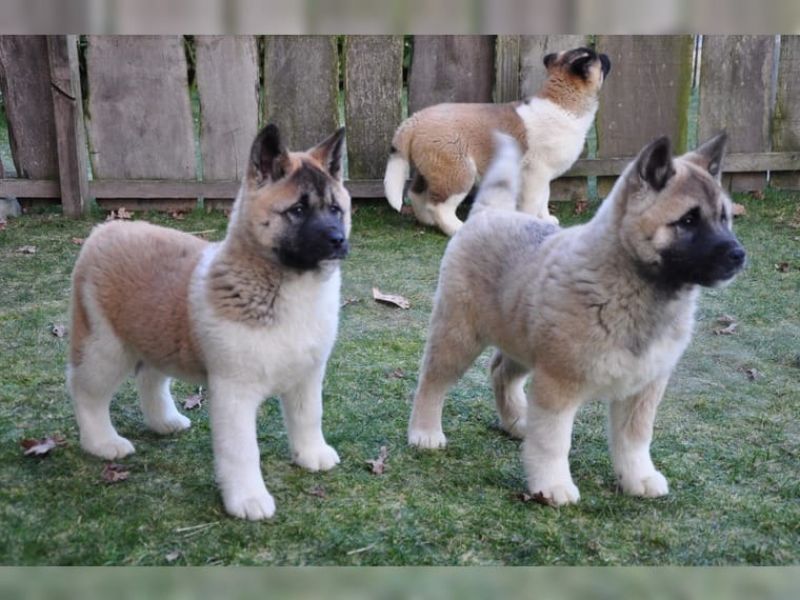 Regalo Akita Splendidi cuccioli..