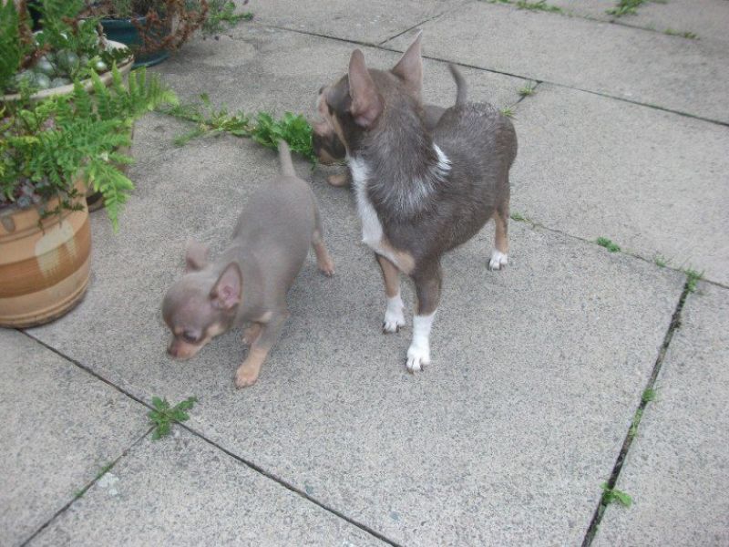 Regalo chihuahua mini toy tutti miei nati in casa da genitori sempre di mia propriet� e tranquillame