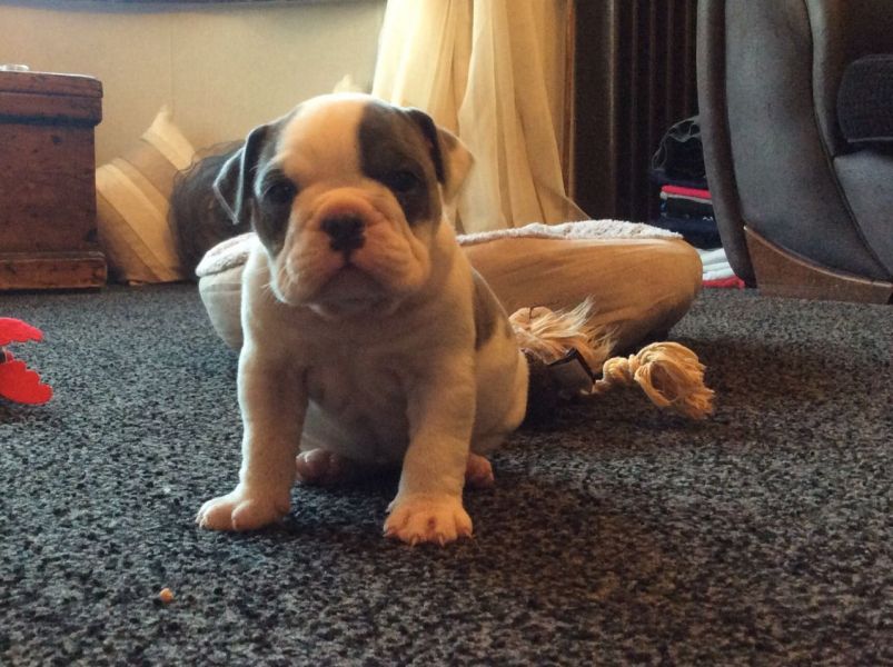 Bella Bulldog inglese cuccioli