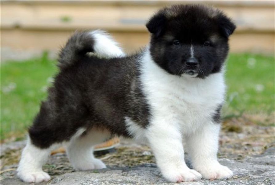 Regalo Akita Splendidi cuccioli..