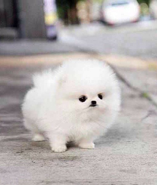 Cuccioli T-Cup Pomeranian in Regalo 