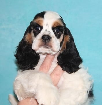  cuccioli di cocker-spaniel   per adozione ( maschio e femmina )