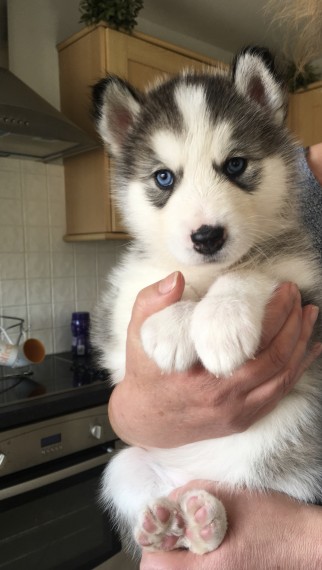  Regalo Siberian Husky cuccioli, maschio e femmina