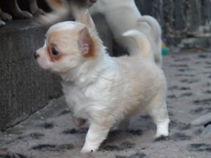 Cuccioli di Chihuahua