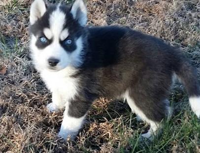 RE.GA.LO cuccioli Siberian Husky uno Maschio e Femmina,,,,,,,,,,   RE.GA.LO cuccioli Siberian Husky 