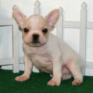 magnifici cuccioli di bulldog francese per l'adozione