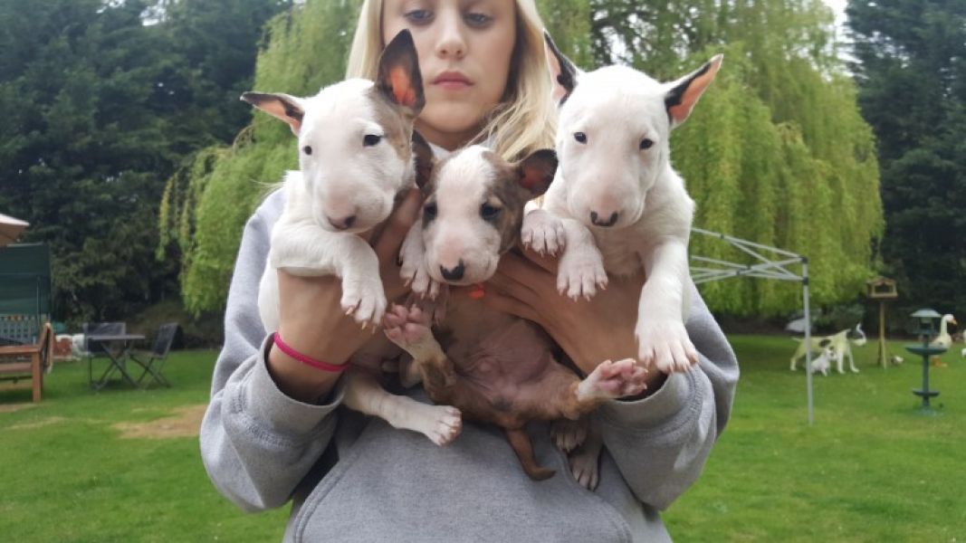  adorabili cuccioli di bull terrier in regalo