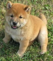 Adorabili shiba-inu cuccioli mini disponibili per adozione