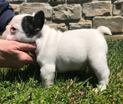 Sani maschio e femmina cuccioli di bulldog francese per adozione 