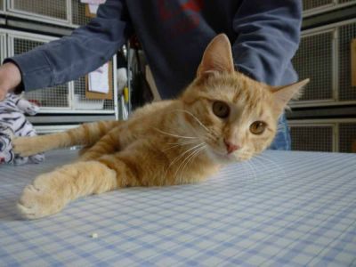 Ferdy micio giovanotto tutto rosso