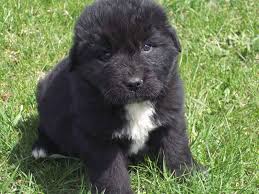 Cuccioli Terranova preziosi