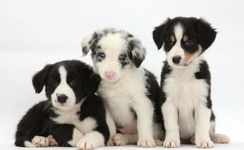 Adorabili cuccioli di border collie femminucce e maschietti 