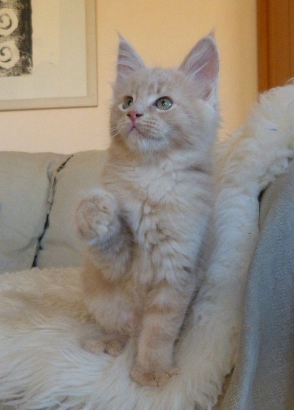  gattini main coon per adozione per adozione ( maschio e femmina )