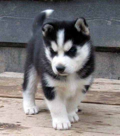 Husky siberiano pura razza. I cuccioli ha 3 mesi,