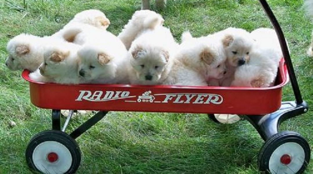 Regalo Chow Chow  cuccioliato disponibili