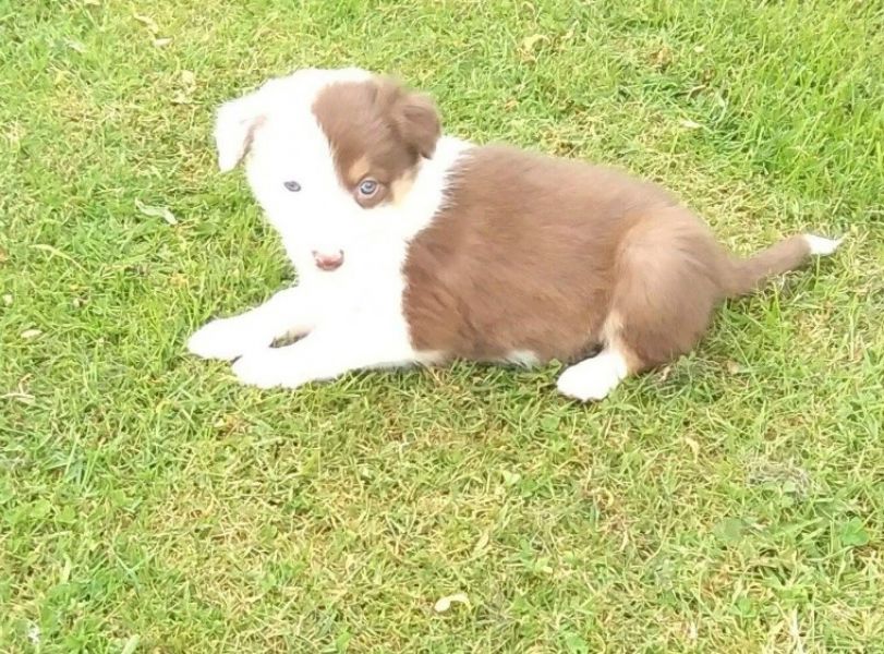 Adorabili cuccioli di border collie femminucce e maschietti disponibili