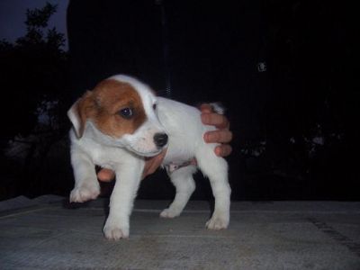 Jack Russell Terrier: cucciolo disponibile 