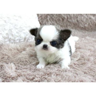 Bella Chihuahua cuccioli maschile e femminile