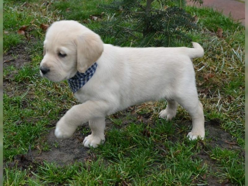 Golden retriever cuccioli con pedigree