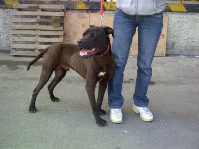 Wesley Snipes magnifico pitbull di 10 mesi