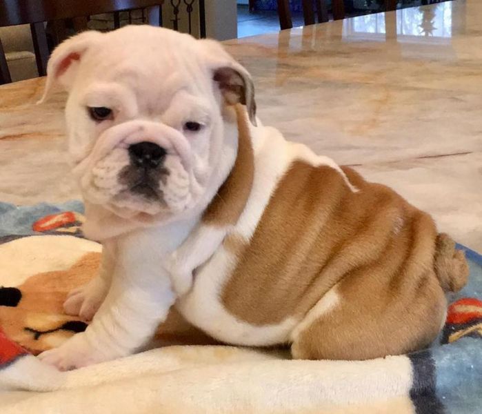 Cuccioli di bulldog inglese in Regalo