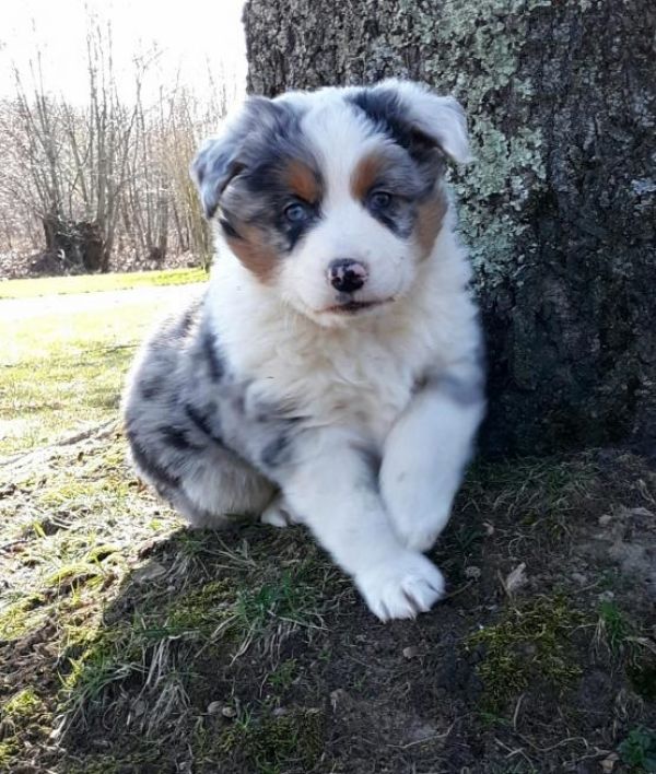 Regalo Cucciolo di Pastore australiano in pronta consegna i cuccioli verranno Dato dopo 90 giorni da