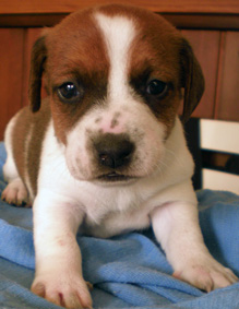 Jack Russell
