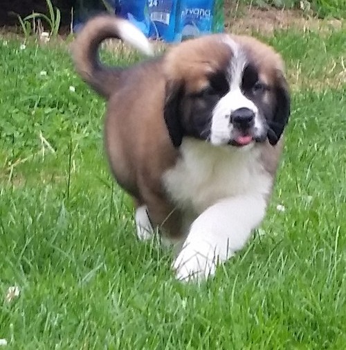  cuccioli di san bernardo ( per regalo )