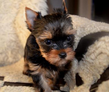 Regalo cuccioli di Yorkshire
