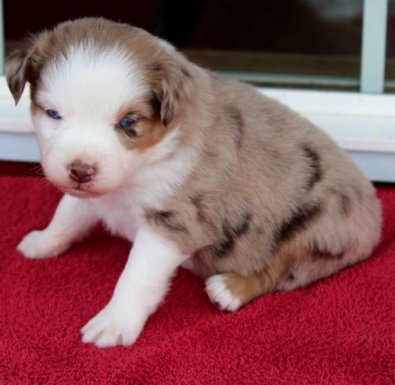  Regalo adorabili cuccioli pastore australiano