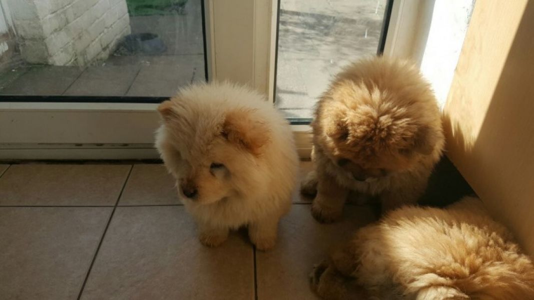  adorabili cuccioli di chow chow in regalo