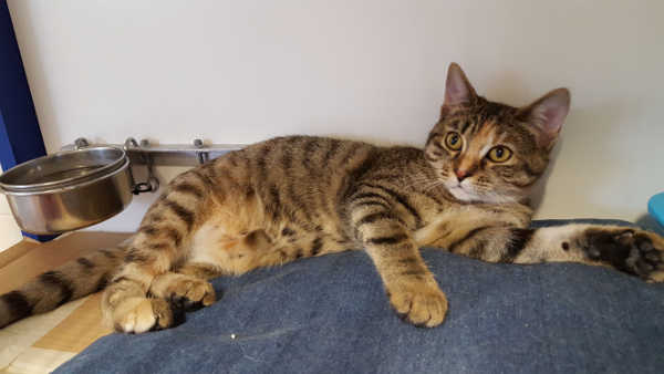 Lily la tigresse