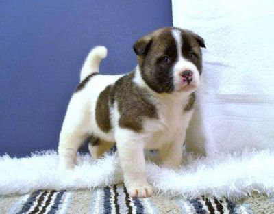 REGALO CUCCIOLI DI AKITA INU