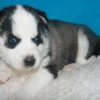 gli occhi blu Siberian husky per l'adozione