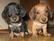 Cuccioli di bassotto Maschi e Femmine disponibili