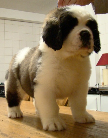 Regalo adorabili cuccioli san bernardo femminucce e maschietti disponibili