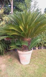 nel tuo giardino/parco una cycas gigante sarebbe meravigliosa!