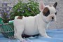 Cuccioli di bulldog francese disponibile Maschi e Femmine