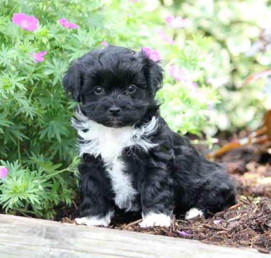 Regalo Cuccioli di Havanaise in pronta consegna