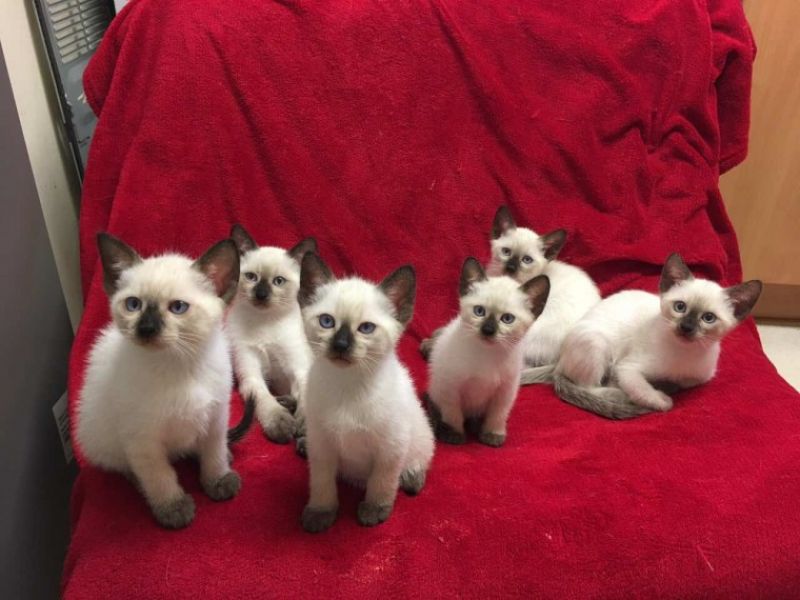 Regalo gattino bambino Siamese