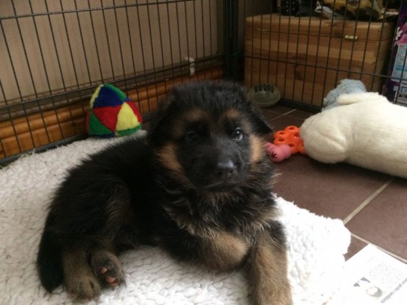 Regalo adorabili cuccioli pastore australiano femminucce e maschietti disponibili