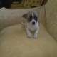 CUCCIOLI DI CHIHUAHUA